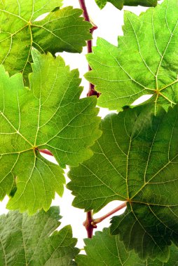 Grapevine leaves in detail clipart