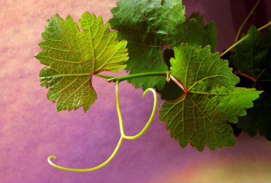 Grapevine on colorful background clipart