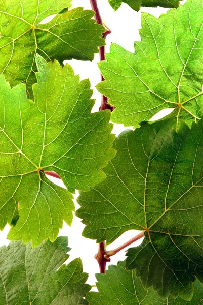 Asma yaprakları ayrıntılı — Stok fotoğraf