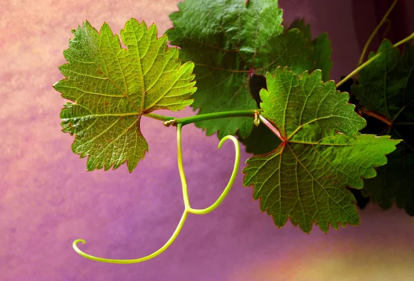 Grapevine sobre fondo colorido — Foto de Stock