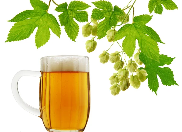 Bardak bira ve şerbetçiotu — Stok fotoğraf