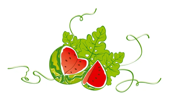 stock vector Watermelon