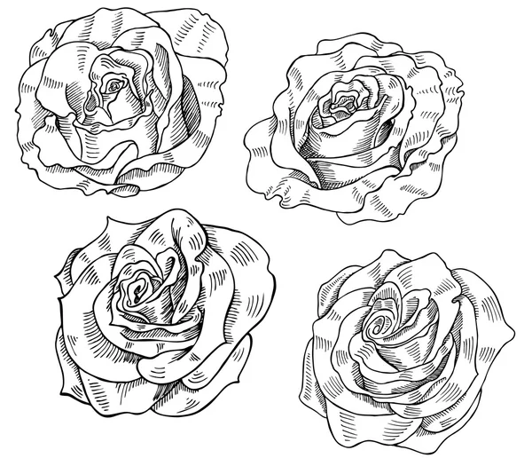 Троянди — стоковий вектор