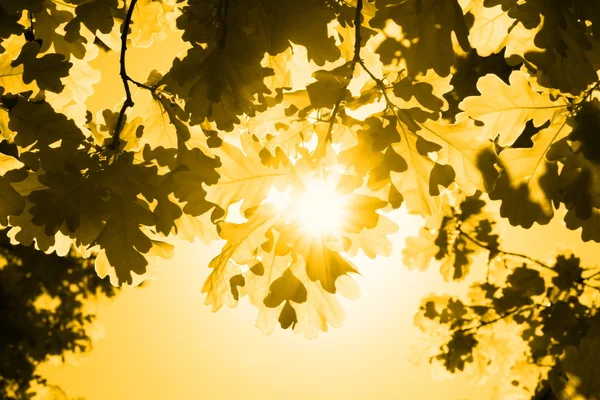 Листя дуба і сонця — стокове фото