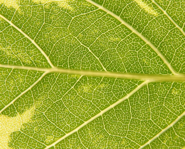 Green and yellow leaf, macro — Stock Photo, Image