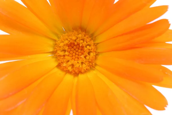 Portakal çiçeği, marguerite — Stok fotoğraf