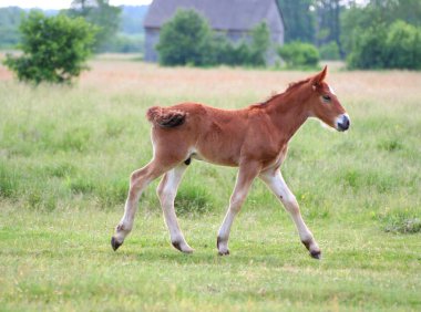 Lovely young brown horse clipart