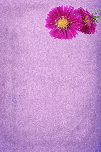 Zdobené papírové s fialovým daisy — Stock fotografie