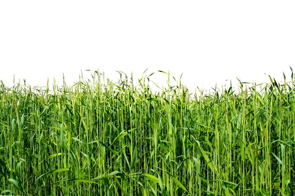 Zelená zrna pole — Stock fotografie