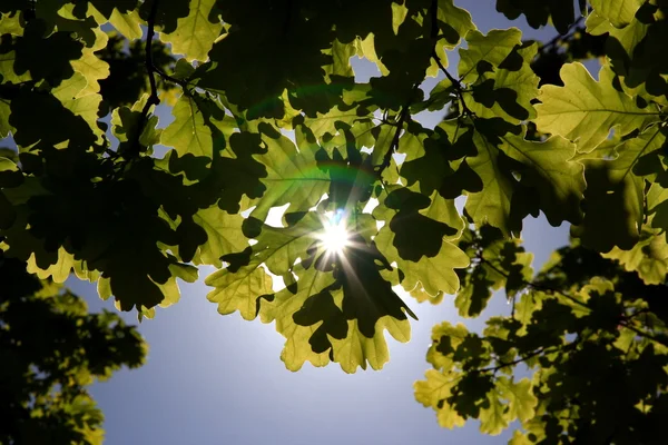 Foglie di quercia e il sole — Foto Stock