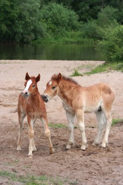 Two young foals clipart