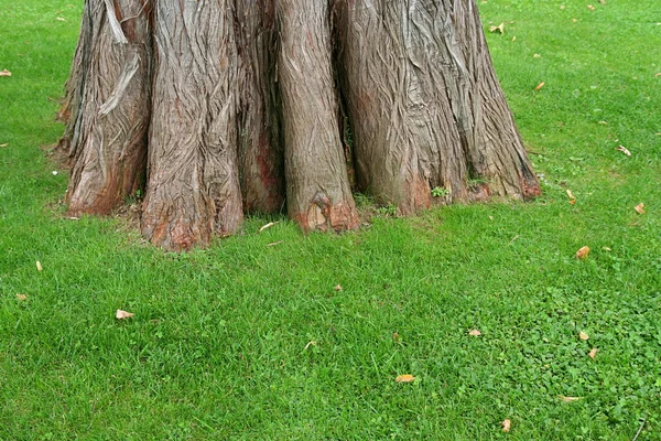 Big trunk of old tree on green grass — Stock Photo, Image