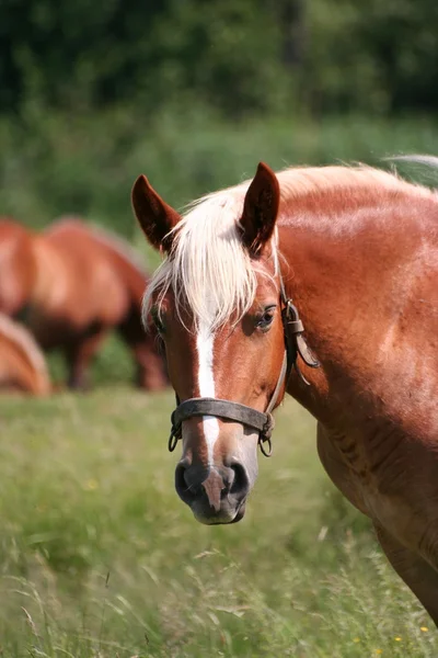 Portrait of a lovely brown horse — Stock Photo, Image