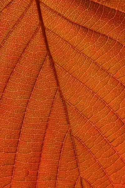 Red leaf texture — Stock Photo, Image