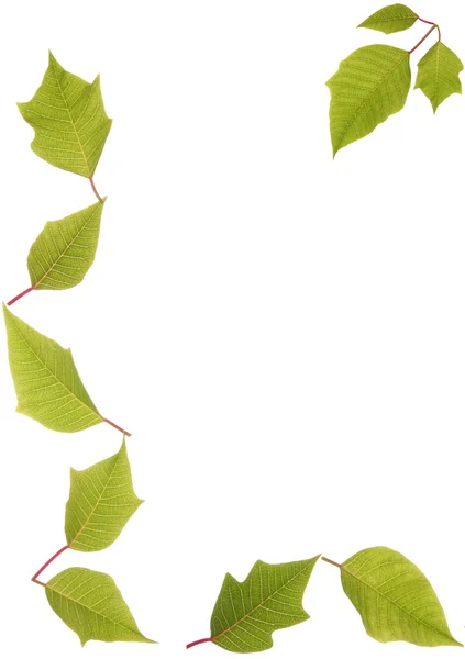 Zielone liście granica nad białym — Zdjęcie stockowe