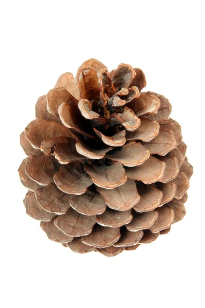 Un cono de pino — Foto de Stock