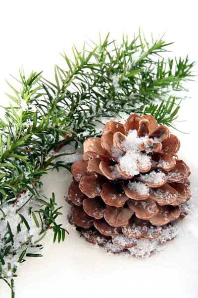 Jedle větev a čípky na sněhu — Stock fotografie