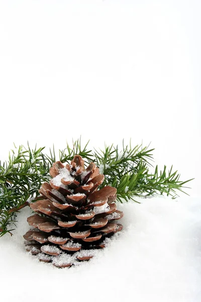 Branche de sapin et cône posés sur la neige — Photo