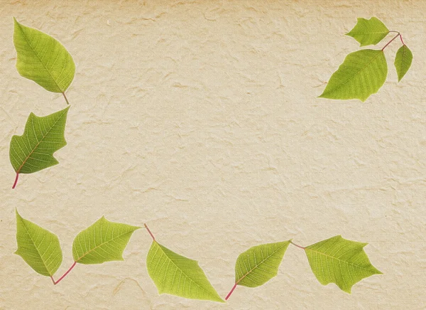 Винтажный фон с зелеными листьями — стоковое фото