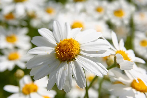 stock image Daisy flower