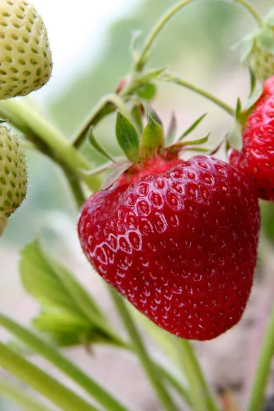 stock image Fresh and tasty strawberries