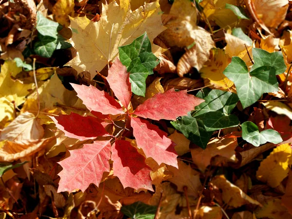 Осенние цветные листья — стоковое фото