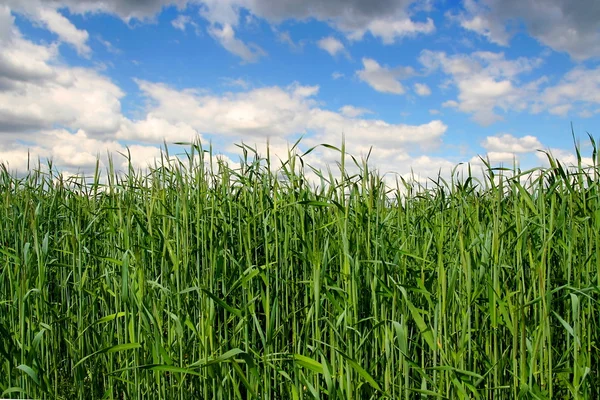Field of green grain — Stock Photo, Image