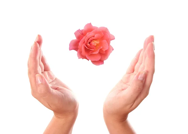 Blume zwischen den Händen — Stockfoto
