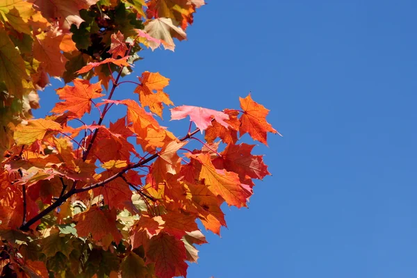 Krása mandlovat podzim — Stock fotografie