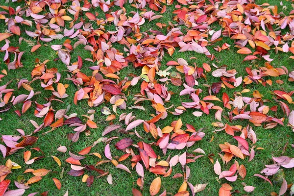Herbstblätter auf Gras — Stockfoto