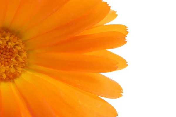 Ayrıntı (yarım) turuncu çiçek — Stok fotoğraf