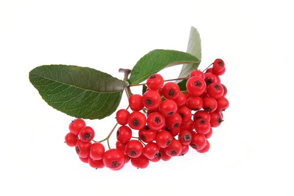 Rowan berry — Stok fotoğraf