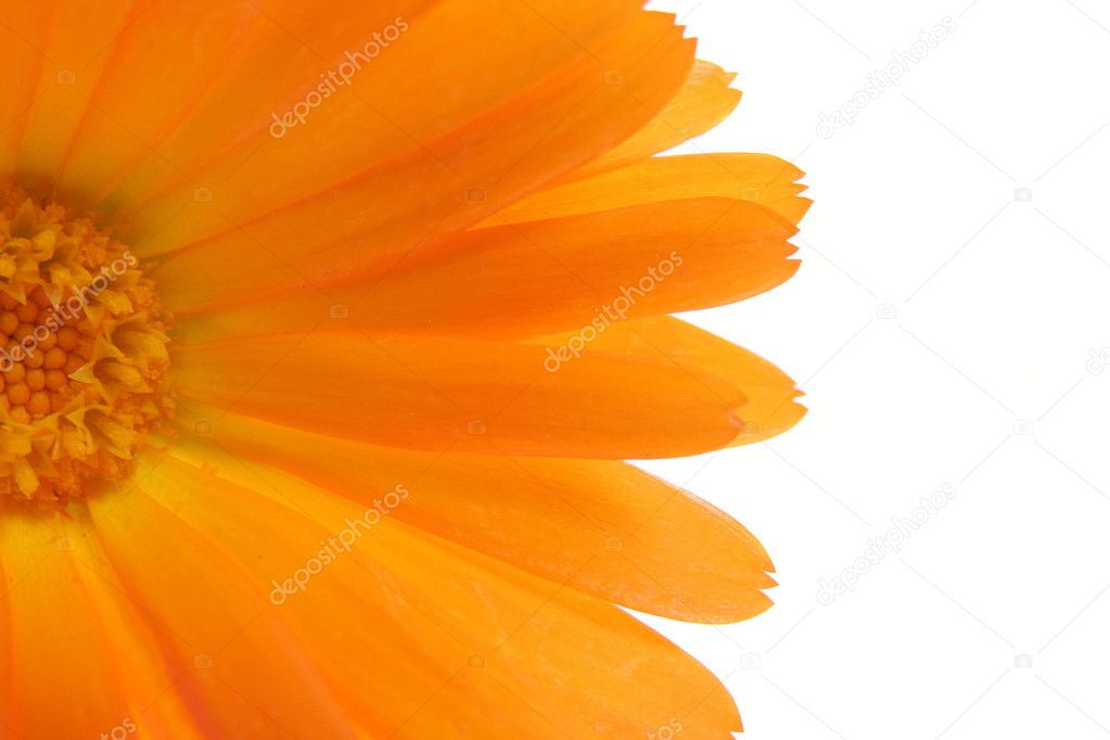 Detail of (a half) orange flower