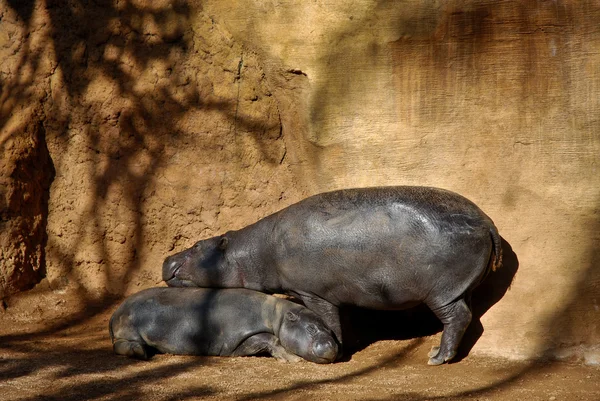 Hippos — Stock fotografie
