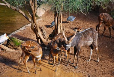 Antelope in zoo clipart