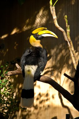 Gergedan Toucan