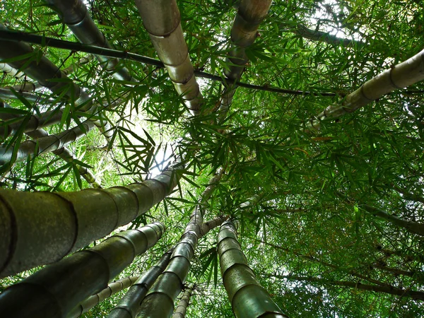 Bambus lesie 2 — Zdjęcie stockowe