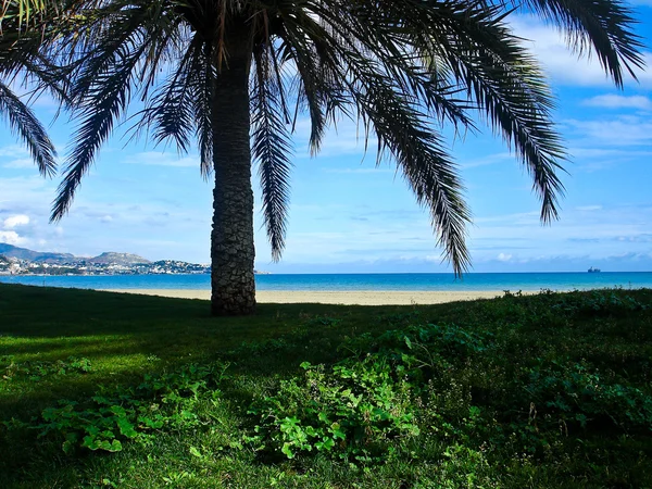 Plajă și vedere la mare de sub un palmier — Fotografie, imagine de stoc