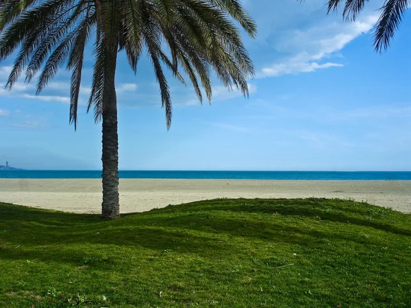 Plajă și vedere la mare de sub un palmier — Fotografie, imagine de stoc