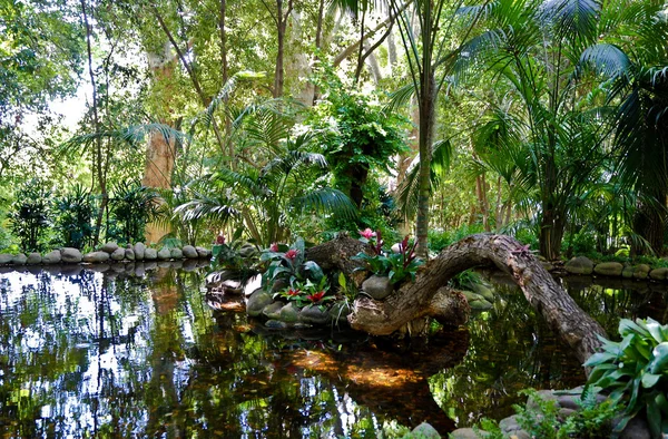 stock image Jungle Pond