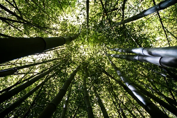 Bambu orman 1
