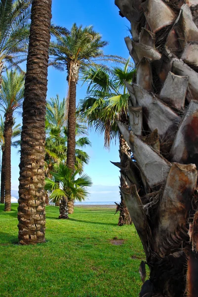 stock image Palm Trees on The Beach