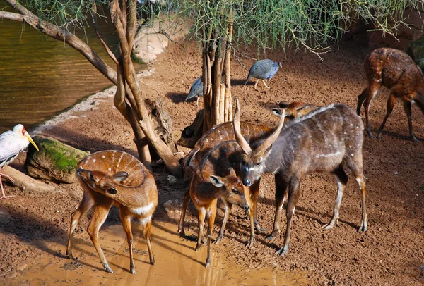 Antilop Hayvanat Bahçesi — Stok fotoğraf