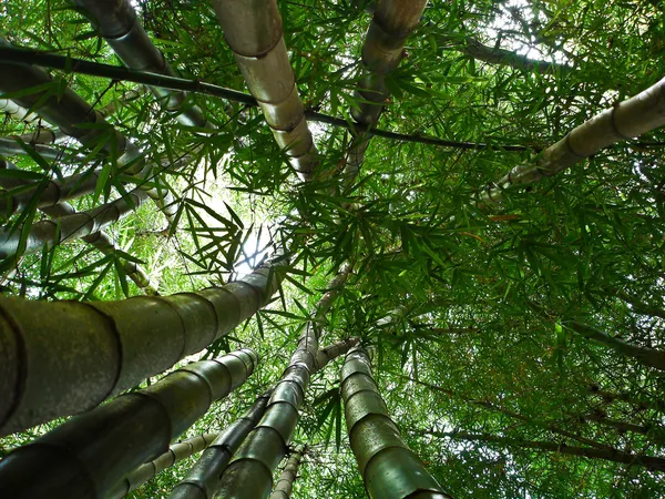 Bosque de bambú 2 Fotos De Stock