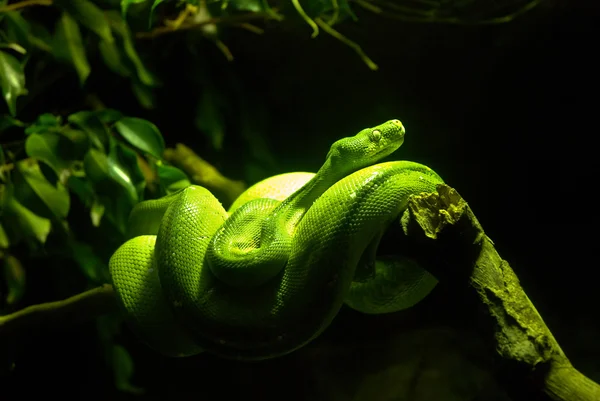 초록 부아 뱀 스톡 사진