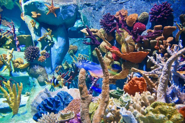 stock image Corals