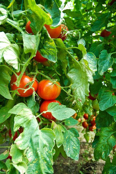 Pomodori biologici — Foto Stock