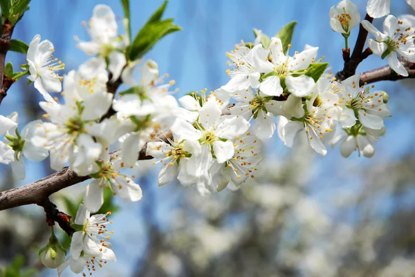 stock image Plum Tree Blossom