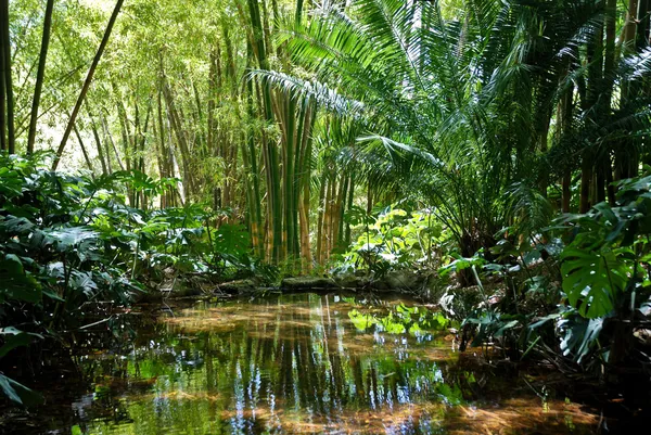 Sceneria dżungli — Zdjęcie stockowe