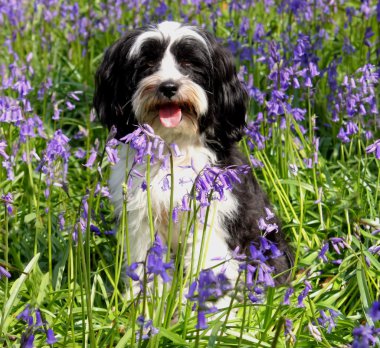 Cute long haired dog in a field of blueb clipart